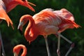 Flamingo in Toronto Zoo Royalty Free Stock Photo