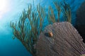 A Flamingo Toungue *Cyphoma gibbosum) against a sea fan