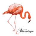 Flamingo tropical exotic coral bird. Vector isolated Illustration.