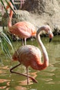 Flamingo Royalty Free Stock Photo