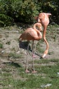 Flamingo