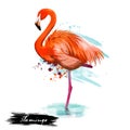 Flamingo type of wading bird digital art illustration isolated on white standing in water on one leg. Pink flamingoes animal with