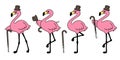Flamingo vector flamingos hat icon logo cartoon character collection illustration Cute animal exotic fauna nature wild Royalty Free Stock Photo
