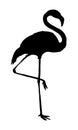 Flamingo vector illustration black silhouette Royalty Free Stock Photo