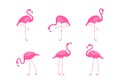 Flamingo vector set, cartoon pink tropical bird, summer animal icon, cute zoo character. Exotic fauna illustration Royalty Free Stock Photo