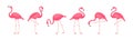 Flamingo vector set, cartoon pink tropical bird, summer animal icon, cute zoo character. Fashion fauna illustration Royalty Free Stock Photo