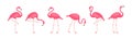 Flamingo vector set, cartoon pink tropical bird, summer animal icon, cute zoo character. Fashion fauna illustration Royalty Free Stock Photo