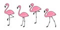 Flamingo vector set Cute flamingos collection Flamingo animal exotic nature wild fauna illustration Royalty Free Stock Photo