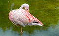 Flamingo a wading bird in the family Phoenicopteridae