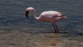 Wading flamingo Royalty Free Stock Photo