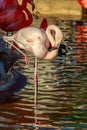 Flamingo Wading water
