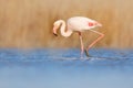 Flamingo walk in water. Wildlife animal scene from nature. Flamingo in nature habitat. Beautiful water bird. Pink big bird Greater Royalty Free Stock Photo