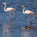 Flamingo walking in the lake. Royalty Free Stock Photo