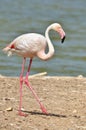 Flamingo walking near pond Royalty Free Stock Photo