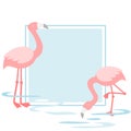 Flamingo walking in the pond Royalty Free Stock Photo