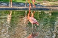 Flamingo walking through a shallow pond Royalty Free Stock Photo