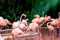 Flamingo watching on as others bicker Royalty Free Stock Photo