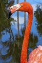 Flamingo In Water Close Up In Color Royalty Free Stock Photo