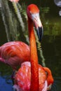 Flamingo In Water Close Up In Color Royalty Free Stock Photo