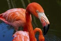 Flamingo In Water Close Up In Color Royalty Free Stock Photo