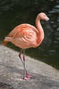 Flamingo at a water edge