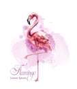 Flamingo in watercolor isolated Vector. Exotic bird cute poster templates