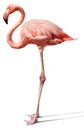 Flamingo on white Royalty Free Stock Photo