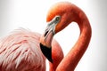 Flamingo, white backdrop, Royalty Free Stock Photo