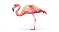 Flamingo white isolate background Royalty Free Stock Photo