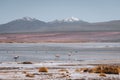 Flamingo of White Lagoon in Bolivia South America Salt Flat Uyuni