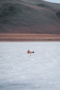 Flamingo of White Lagoon in Bolivia South America Salt Flat Uyuni