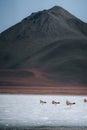 Flamingo of White Lagoon in Bolivia South America Salt Flat Uyuni