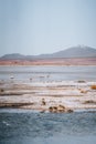 Flamingo of White Lagoon in Bolivia South America Salt Flat Uyuni