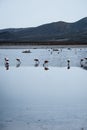 Flamingo of White Lagoon in Bolivia South America Salt Flat Uyuni