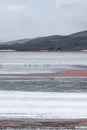 Flamingo of White Lagoon in Bolivia South America Salt Flat Uyuni