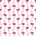 Flamingo White Seamless Pattern Royalty Free Stock Photo