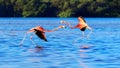Flamingo in the wildlife of South America. Passionate dance of pink birds. Celestun National Park. Mexico. Royalty Free Stock Photo