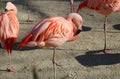 Flamingo sleeping