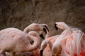 Flamingo at the zoo Royalty Free Stock Photo
