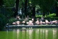 Flamingo at the zoo Royalty Free Stock Photo