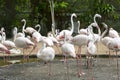 Flamingo in zoo Royalty Free Stock Photo