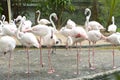 Flamingo in zoo Royalty Free Stock Photo