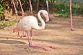 Flamingo In A Zoo