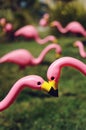 Flamingoed
