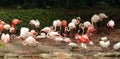 Flamingoes