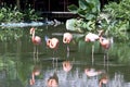 Flamingoes