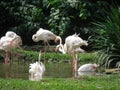 Flamingoes Royalty Free Stock Photo