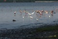 Flamingoes on the beach water Royalty Free Stock Photo