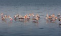 Flamingoes on the beach water Royalty Free Stock Photo