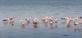 Flamingoes on the beach water Royalty Free Stock Photo